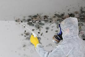 Best Mold Damage Restoration  in Woodland Park, CO